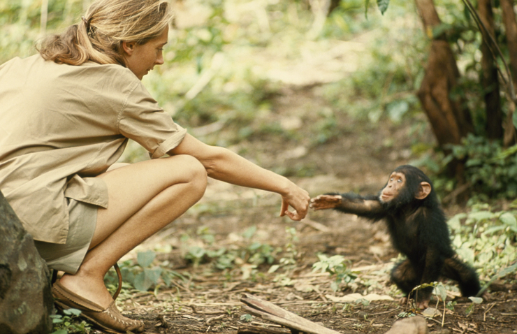 Jane Goodall

