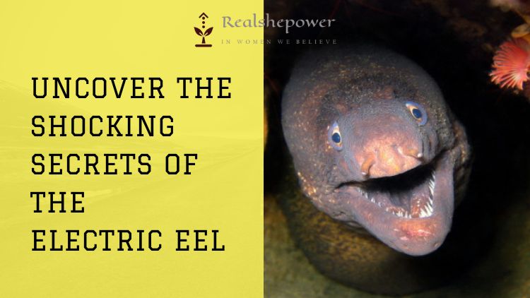 Did You Know? The Electric Eel Can Generate Shocks Stronger Than A Taser