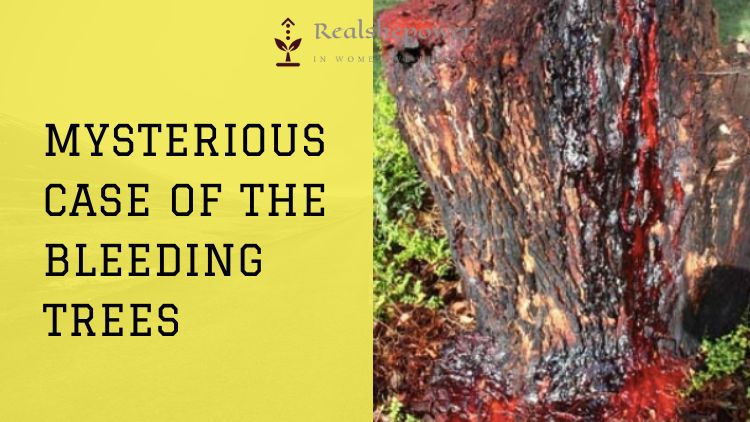 The Bleeding Trees: Uncovering The Strange Phenomenon Of Trees That Bleed