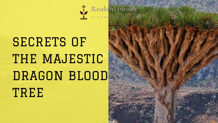The Majestic Dragon Blood Tree: An Overview