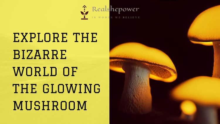 The Glowing Mushroom: A Bizarre Bioluminescent Fungus