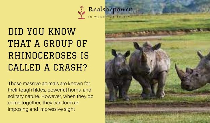 Unbelievable! Did You Know A Group Of Rhinoceros Is Called A Crash? Learn More Here!