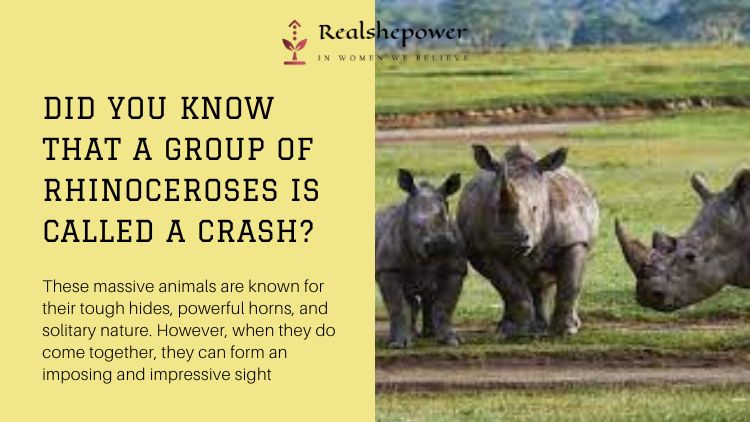 Unbelievable! Did You Know A Group Of Rhinoceros Is Called A Crash? Learn More Here!