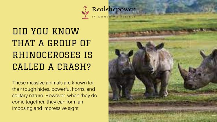 Did You Know That A Group Of Rhinoceroses Is Called A Crash? These Massive Animals Are Known For Their Tough Hides, Powerful Horns, And Solitary Nature. However, When They Do Come Together, They Can Form An Imposing And Impressive Sight.