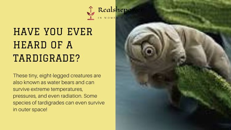 Tardigrades – The Ultimate Survivors Of The Animal Kingdom