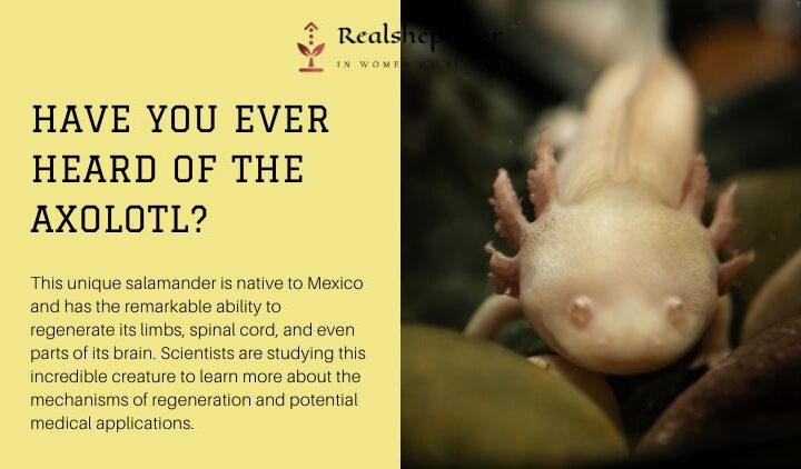 Axolotl: The Salamander With Superpowers