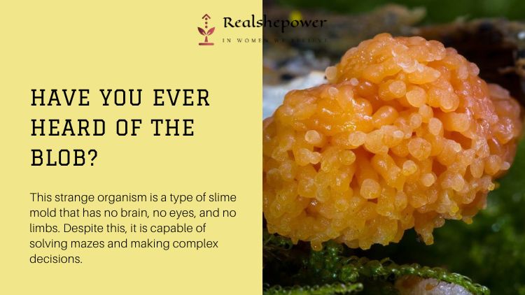 Have You Ever Heard Of The Blob? This Strange Organism Is A Type Of Slime Mold That Has No Brain, No Eyes, And No Limbs. Despite This, It Is Capable Of Solving Mazes And Making Complex Decisions.