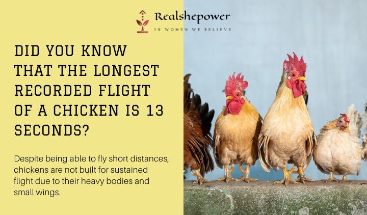 The Surprising Truth About Chicken Flight