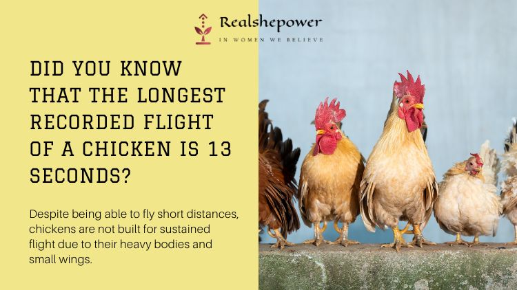Did You Know That The Longest Recorded Flight Of A Chicken Is 13 Seconds? Despite Being Able To Fly Short Distances, Chickens Are Not Built For Sustained Flight Due To Their Heavy Bodies And Small Wings.