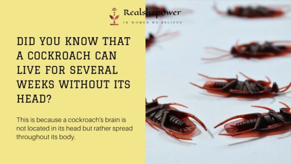 Did You Know That A Cockroach Can Live For Several Weeks Without Its Head?