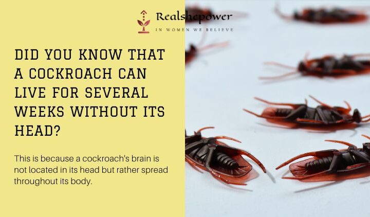 Did You Know That A Cockroach Can Live For Several Weeks Without Its Head?