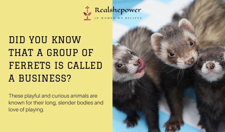 Did You Know That A Group Of Ferrets Is Called A “Business”?