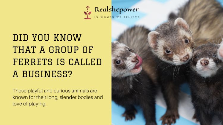 Did You Know That A Group Of Ferrets Is Called A &Quot;Business&Quot;?