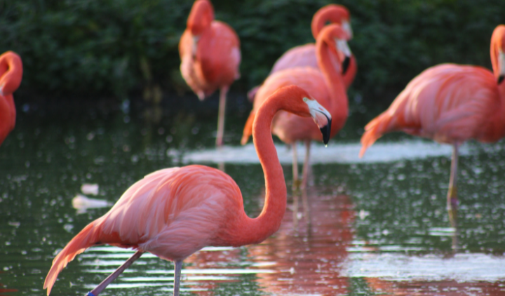 5 Fascinating Facts About Flamingos You Never Knew