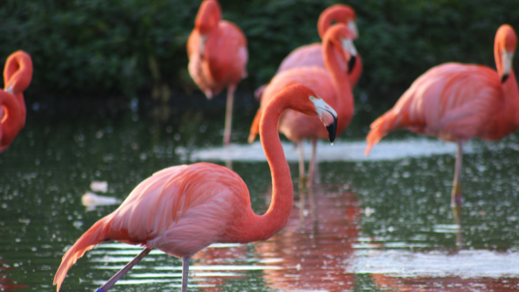 5 Fascinating Facts About Flamingos You Never Knew