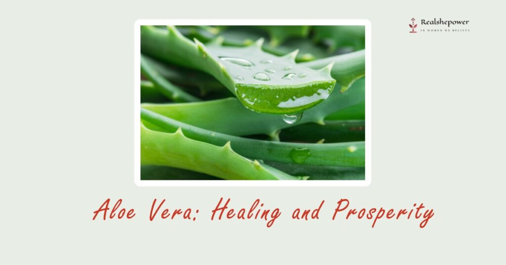 Aloe Vera: Healing And Prosperity