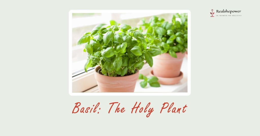 Basil: The Holy Plant