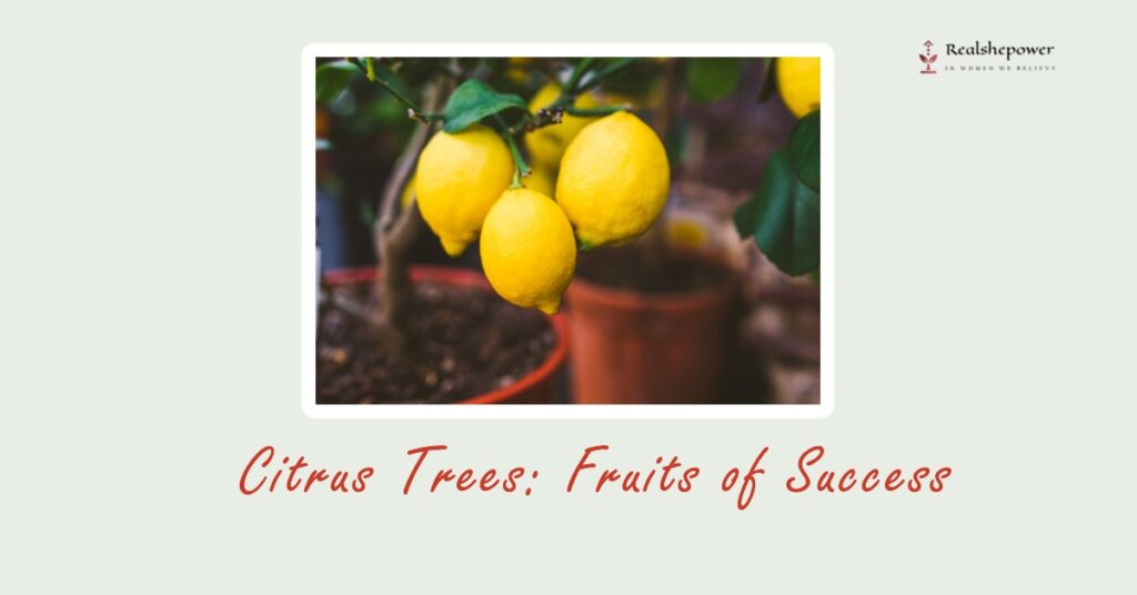 Citrus Trees: Fruits Of Success