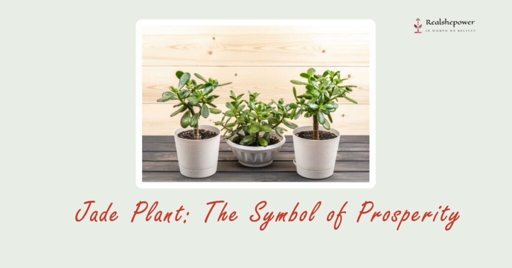 Jade Plant: The Symbol Of Prosperity