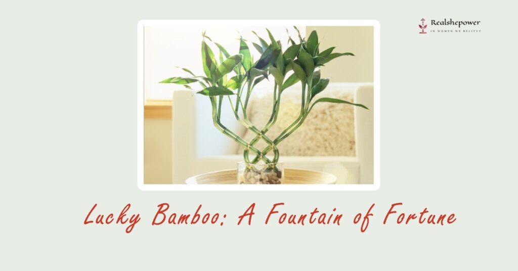 Lucky Bamboo: A Fountain Of Fortune