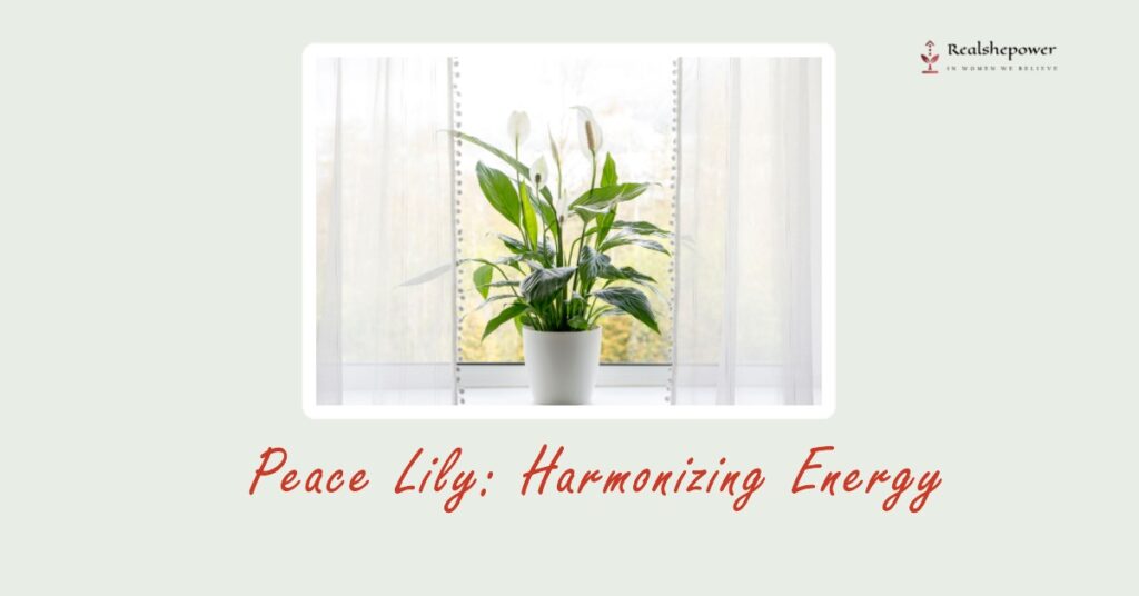 Peace Lily: Harmonizing Energy