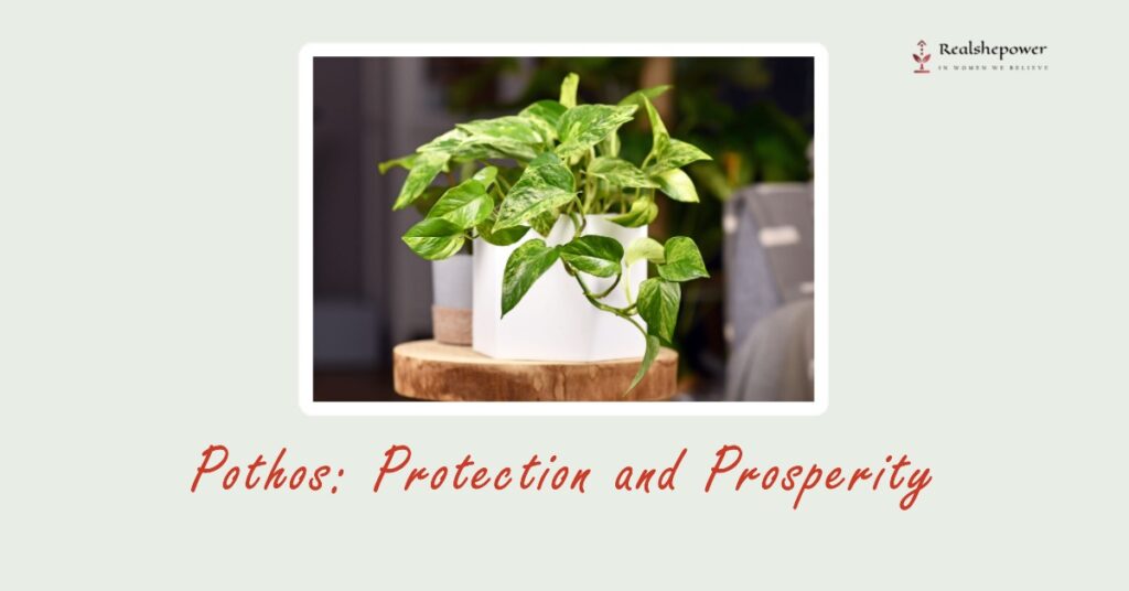 Pothos (Epipremnum Aureum): Protection And Prosperity