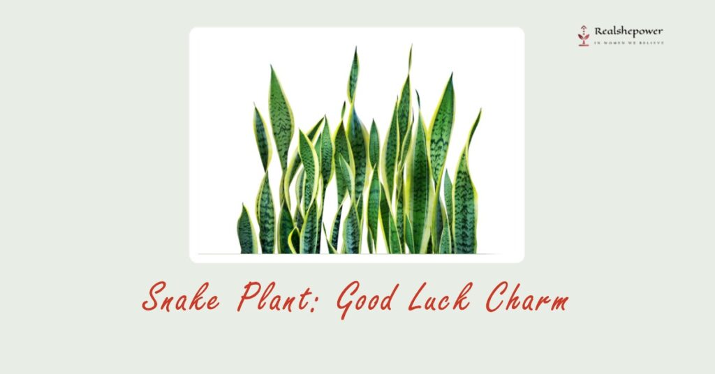 Snake Plant (Sansevieria): Good Luck Charm