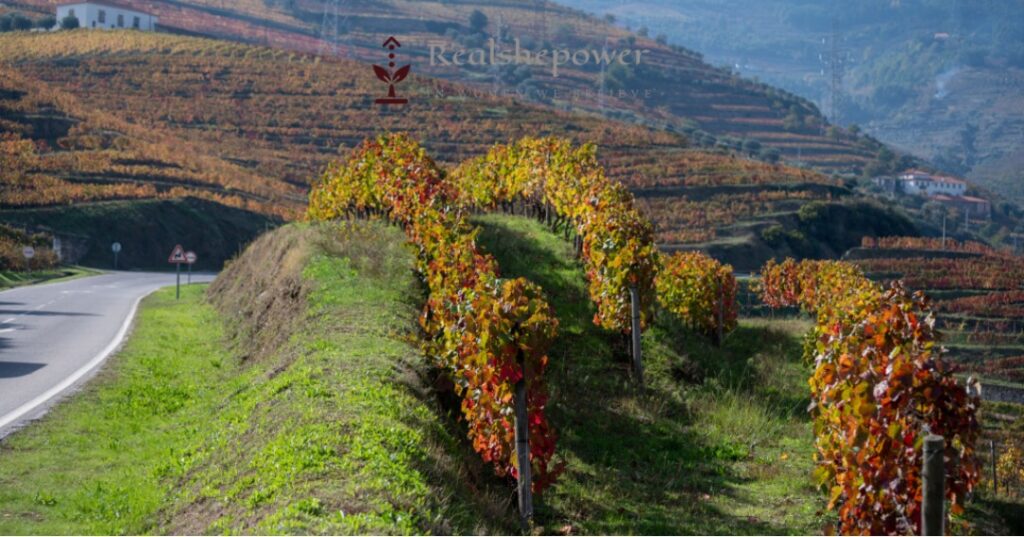 In The Heart Of Enchantment: Embrace The Douro Valley