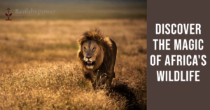 The Magic of Africa's Wildlife