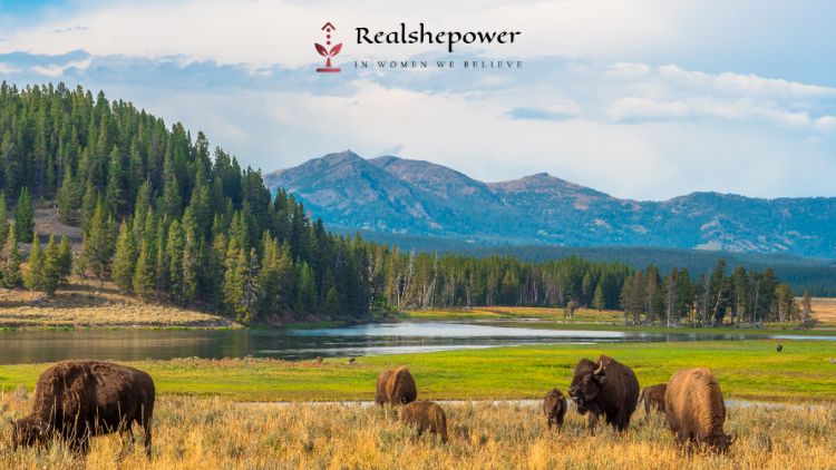 Exploring Uttarakhand: 8 Surprising Gems Beyond The Ordinary 8 Rajaji National Park