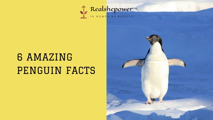 Celebrate World Penguin Day With These 6 Incredible Penguin Facts
