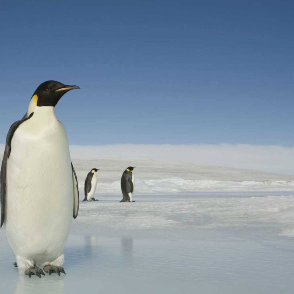 Celebrate World Penguin Day With These 6 Incredible Penguin Facts