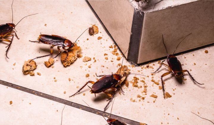 For A Bug-Free Home Try These 5 Easy Diy Remedies