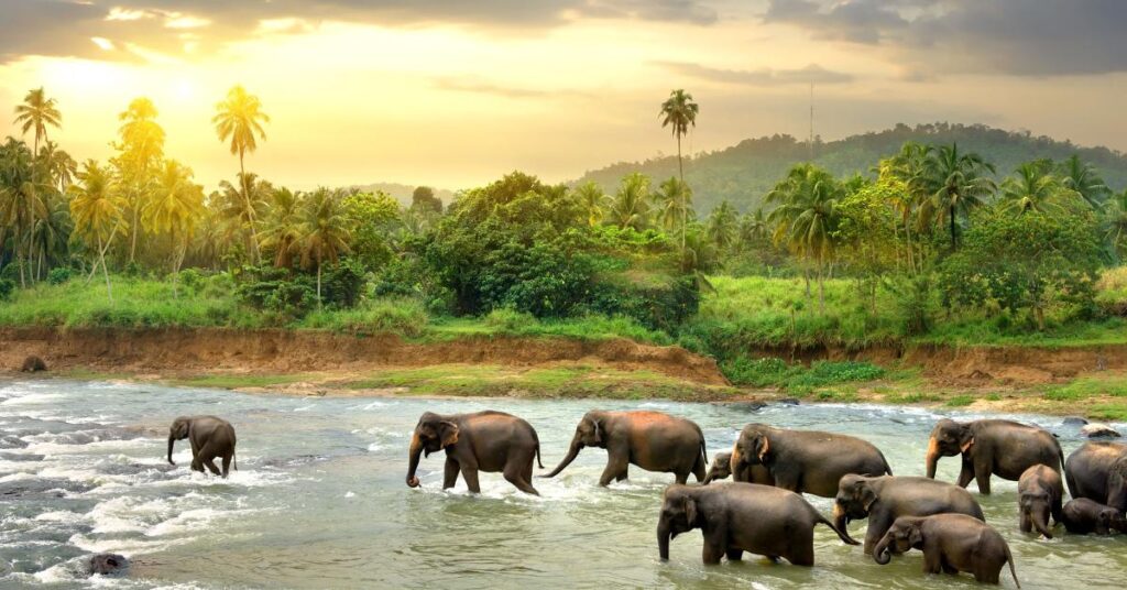 5 Visa Free Beach Paradises For Indians: Your Hassle Free Escape Awaits! 3 Sri Lanka: A Serene Island Paradise