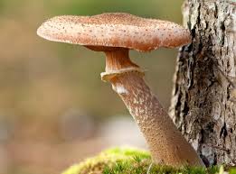 10 Shocking Scientific Facts That Will Blow Your Mind 5 Armillaria Ostoyae
