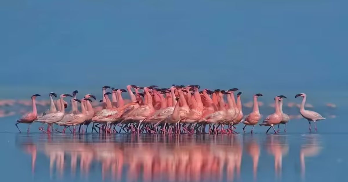 Flamingos At Sambhar Lake & Climate Change — Realshepower