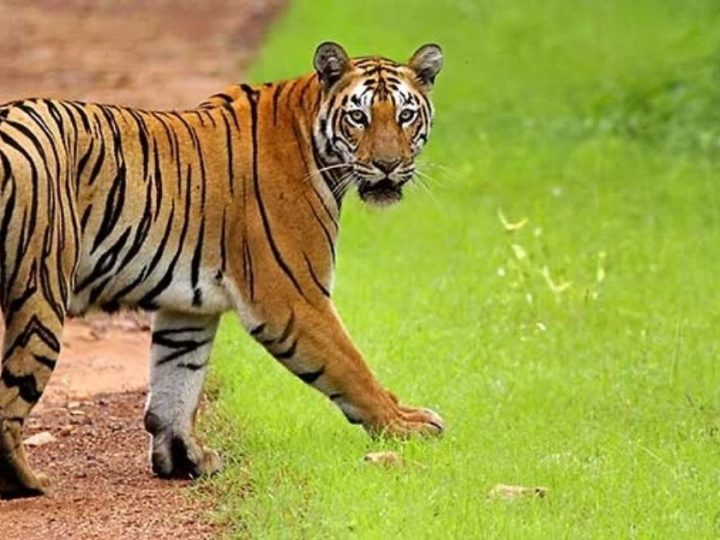 The Ultimate Guide To Tadoba Andhari Tiger Reserve (2026 Edition)