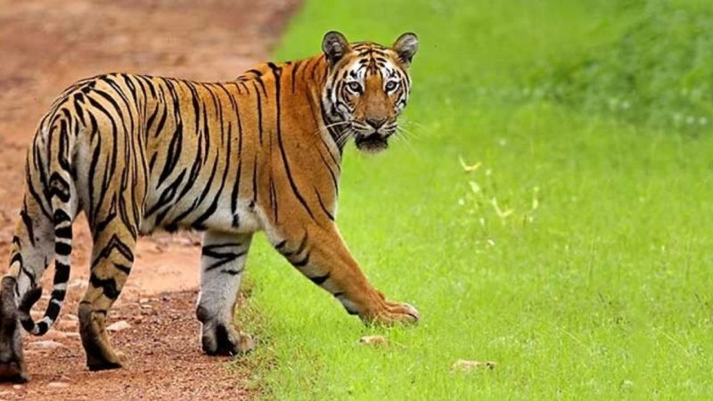 The Ultimate Guide To Tadoba Andhari Tiger Reserve (2026 Edition)
