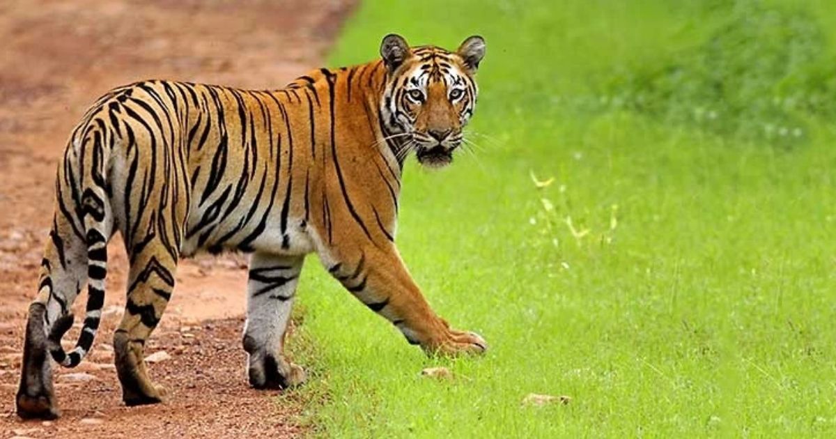 The Ultimate Guide To Tadoba Andhari Tiger Reserve (2026 Edition)