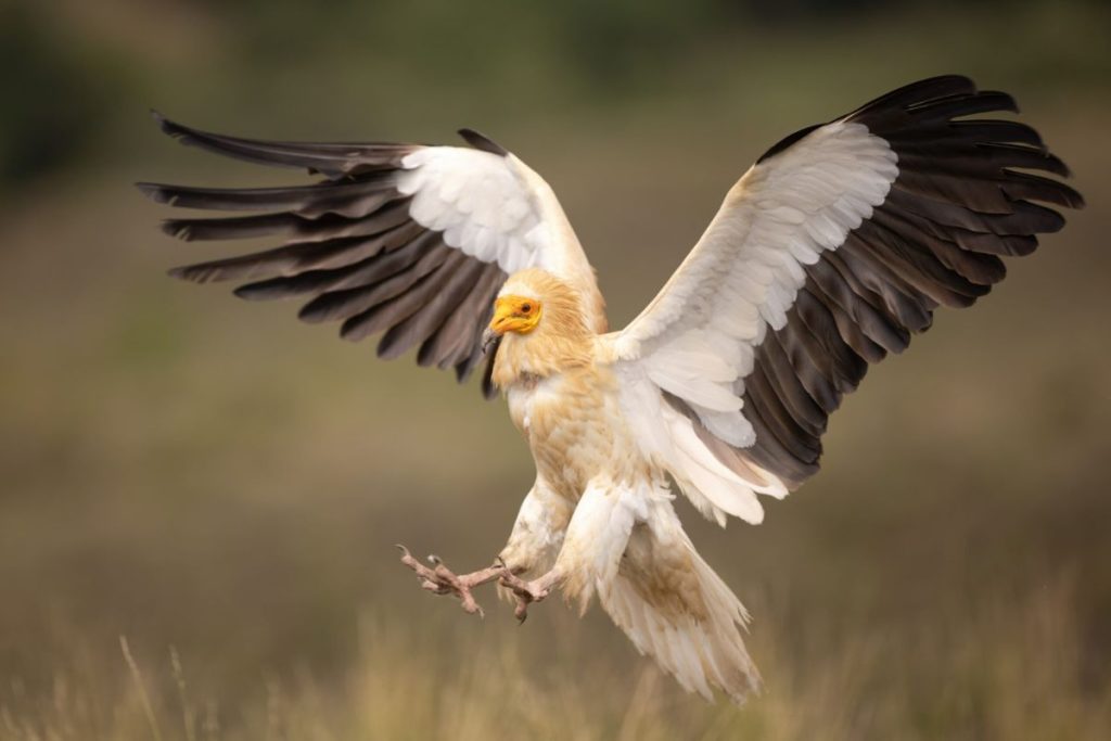 Egyptian Vulture
