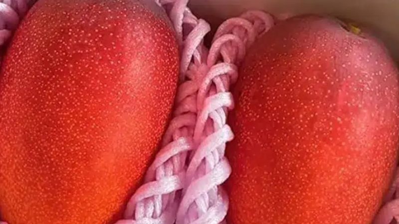 This Farmer Hired An Army Of Guards To Protect A Fruit Worth More Than Your Car