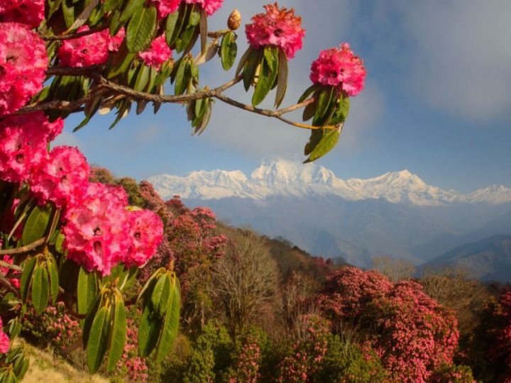 The Liquid Gold Of Grahan: Ancestral Beekeeping And The Mystery Of Rhododendron Honey
