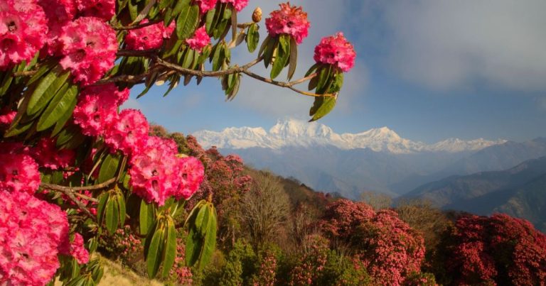 The Liquid Gold of Grahan: Ancestral Beekeeping and the Mystery of Rhododendron Honey