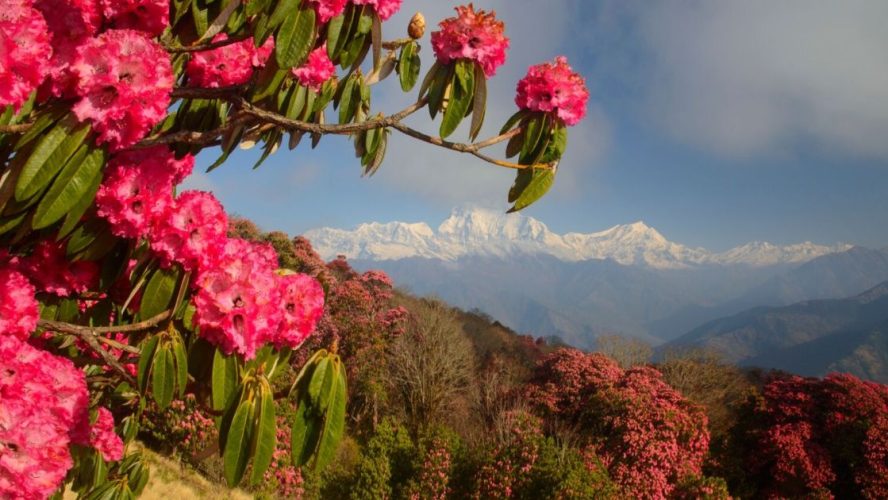 The Liquid Gold Of Grahan: Ancestral Beekeeping And The Mystery Of Rhododendron Honey