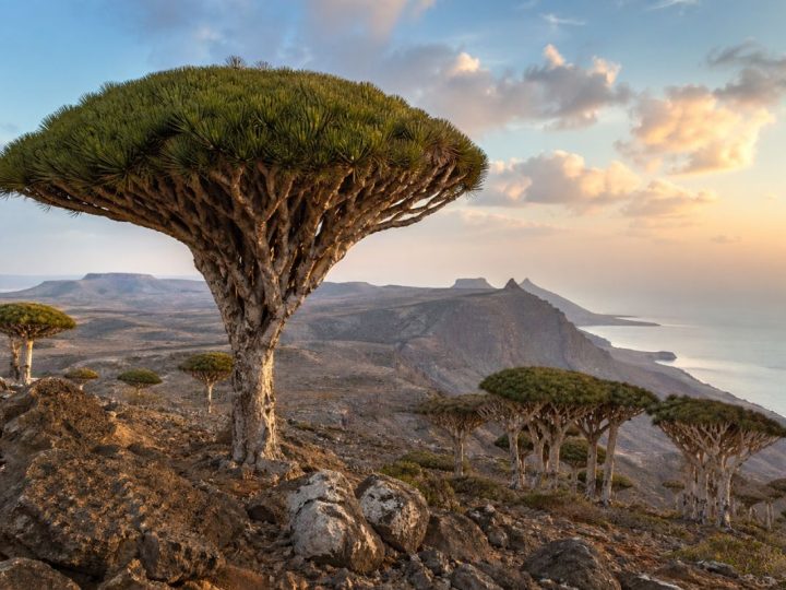 Why Socotra Island Is The Last Great Frontier On Earth