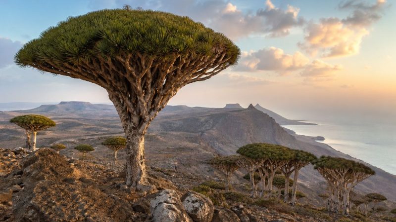 Why Socotra Island Is The Last Great Frontier On Earth