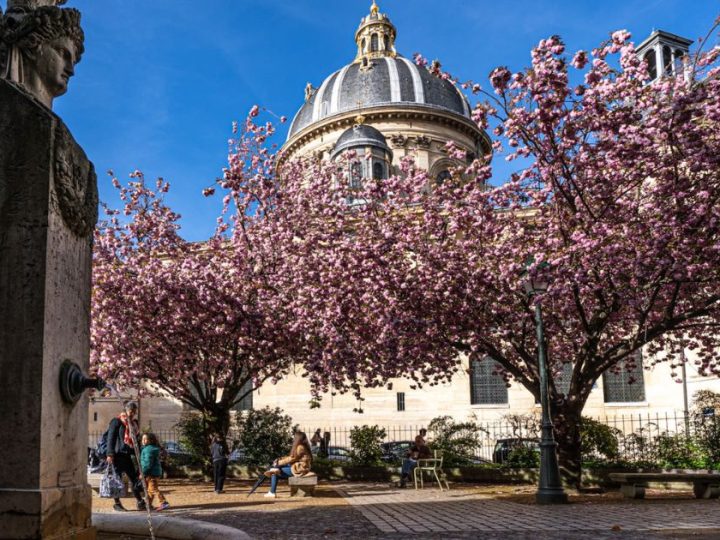 Sceaux Or Square Pierné? Choosing The Right Cherry Blossom Experience This Weekend