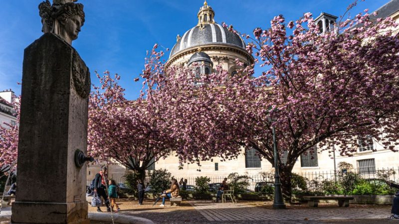 Sceaux Or Square Pierné? Choosing The Right Cherry Blossom Experience This Weekend