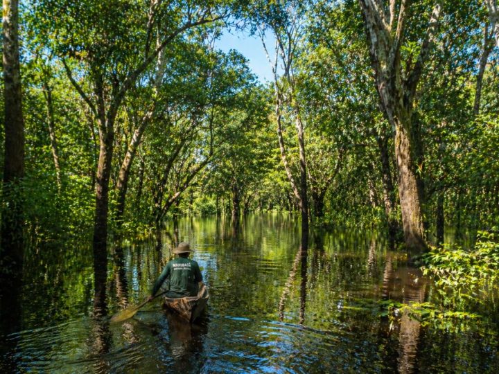 The Emerald Heart Of The Amazon: The Flooded Forest Of Mamirauá