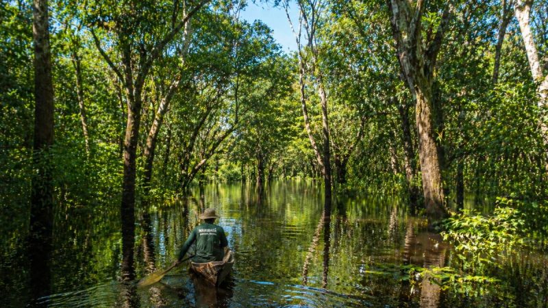 The Emerald Heart Of The Amazon: The Flooded Forest Of Mamirauá